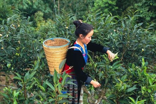 Ngành chè tìm lời giải cho bài toán nâng giá trị