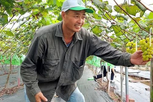 Mở lối cho nông nghiệp đô thị phát triển