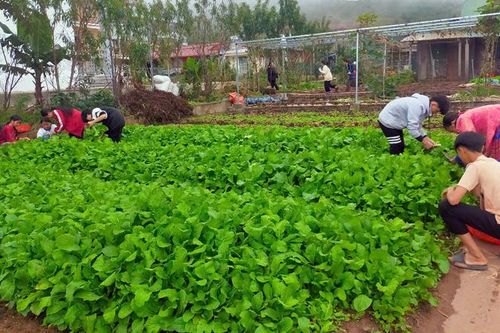Trường học nông trại giúp học sinh có thêm kỹ năng