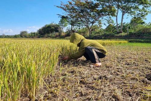 Khu vực Tây Nguyên khả năng có 4.300 đến 7.000 ha cây trồng bị hạn hán, thiếu nước