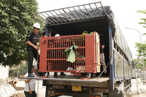 Tổ chức Động vật châu Á cứu hộ 3 cá thể gấu ngựa về Trung tâm Cứu hộ gấu Việt Nam tại Bạch Mã