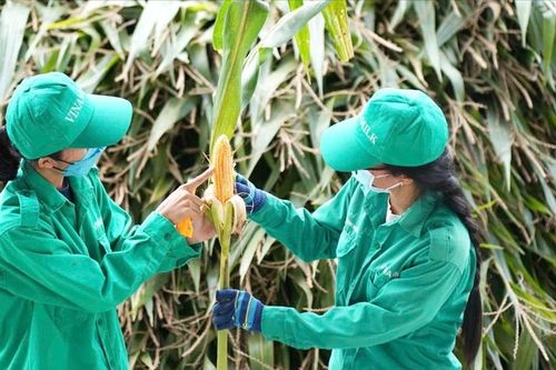 Ứng dụng chuyển đổi số trong phát triển nông nghiệp