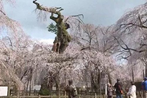 Nhật Bản: Cây anh đào rủ 600 năm tuổi nở hoa tại ngôi chùa phía Tây Bắc Tokyo