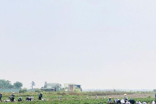 Gia Lai: Nông dân trúng đậm vì khoai lang được mùa, được cả giá