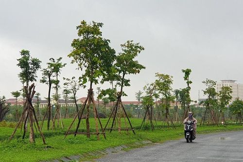 Vụ án Công ty cây xanh Công Minh: Đã khởi tố 22 bị can