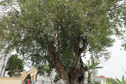 Về Đất Tổ nghe chuyện cây nghìn năm tuổi - Bài 2: Những đại lão mộc bên dòng sông Bứa