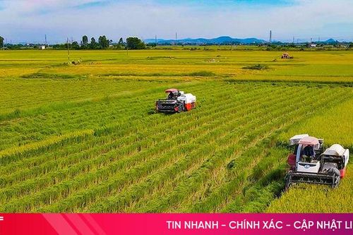 Dồn sức hoàn thành chỉ tiêu tập trung, tích tụ 15 ngàn ha đất sản xuất nông nghiệp