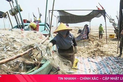 Ngư dân Thạch Lạc trúng đậm cá trích