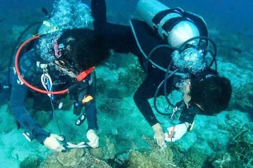 Việt Nam là một trong những điểm đến lặn biển được khách quốc tế thích nhất