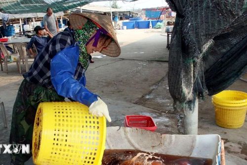 Ngư dân Nam Định vào mùa thu hoạch sứa, thu tiền triệu mỗi ngày