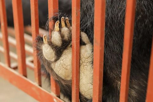 Cứu hộ 3 cá thể gấu ở 'xã nuôi gấu lớn nhất nước' về Vườn quốc gia Bạch Mã