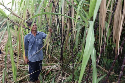 Nông dân Bà Rịa-Vũng Tàu lo lắng vì sắn, mía ế