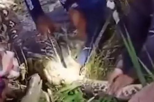 Mổ bụng trăn, người dân sốc nặng khi nhìn thấy thứ bên trong