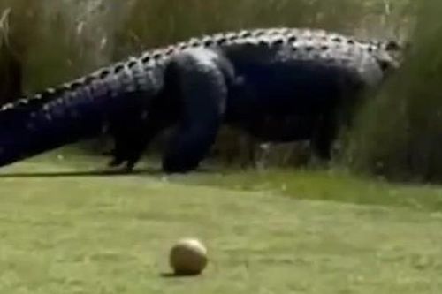 Cá sấu khổng lồ dạo bước trên sân golf, khiến người chơi kinh ngạc