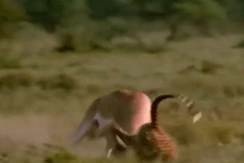 CLIP: Bị báo săn truy sát, linh dương nổi điên húc thủng bụng kẻ đi săn để chạy thoát thân