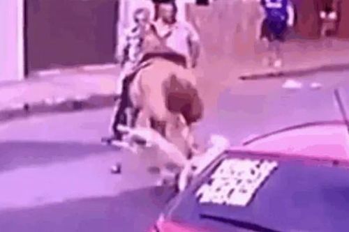 CLIP: Pitbull tấn công ngựa đua và cái kết không ngờ