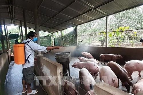 Gỡ khó cho ngành chăn nuôi hướng tới phát triển bền vững
