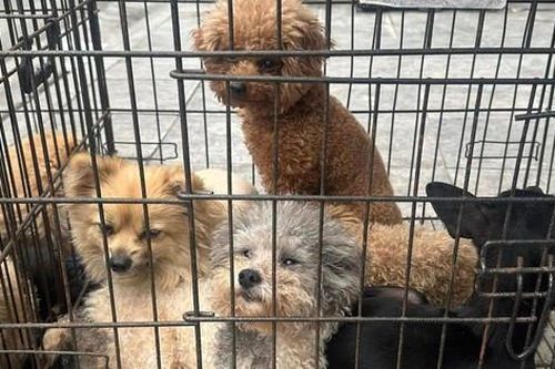 Cảnh giác với chiêu trò lừa đảo qua mua bán máy ảnh, cứu hộ chó mèo lạc
