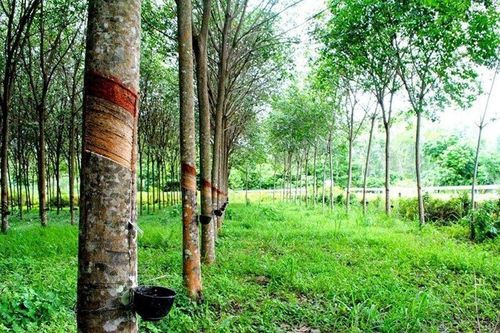 Giá nông sản hôm nay (3/4): Giá cao su ở một số thị trường châu Á giảm
