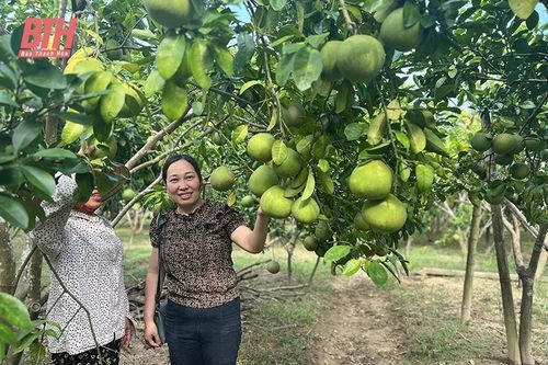 Mô hình trồng xen canh cây ăn quả với cây ngắn ngày