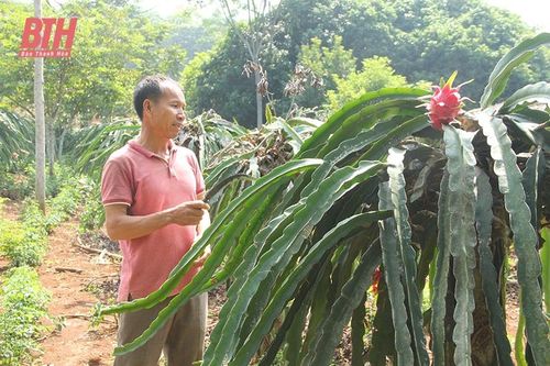 Quả ngọt trên vùng đồi Như Xuân