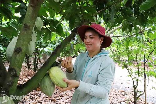 Dự án Cánh đồng lớn ca cao thắng lớn