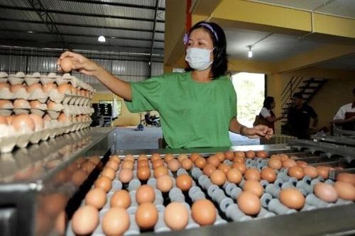 Thịt và trứng gia cầm từ Việt Nam được cấp phép nhập khẩu vào Singapore