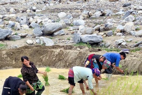 Ươm mạ xanh trên cánh đồng đá trắng Trịnh Tường