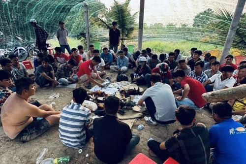 Trường gà trong vườn thu hút cả trăm con bạc 'khát nước' mỗi ngày