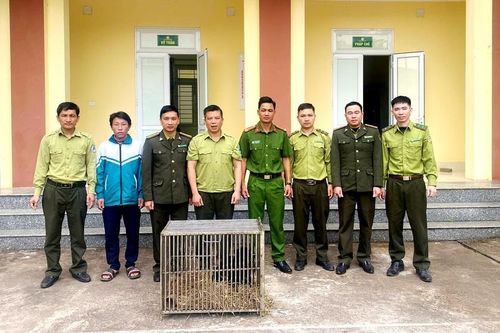 Vườn quốc gia Hoàng Liên tiếp nhận 2 cá thể gấu ngựa từ tỉnh Điện Biên