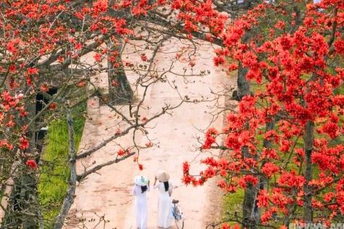 Hoa gạo 'thổi lửa' giữa nét bình yên thôn dã
