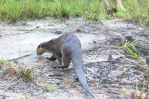Những điều đặc biệt về rái cá vuốt bé cực kỳ quý hiếm ở Phú Quốc