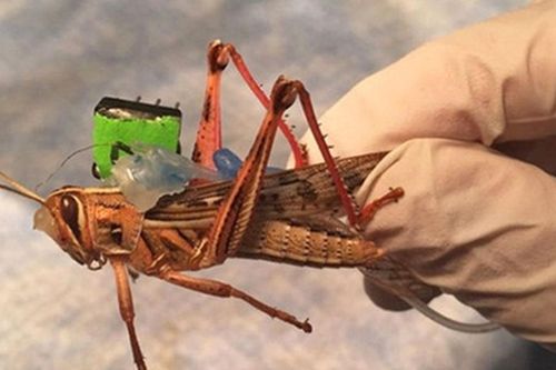 Những động vật có khả năng phát hiện bom mìn siêu phàm
