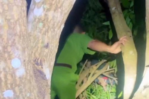 Công an giải cứu bé trai ngủ quên trên ngọn xoài cao 6 mét