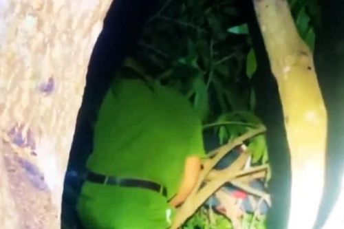 Bé trai 9 tuổi ngủ quên trên ngọn cây, hơn 100 người đổ xô tìm kiếm
