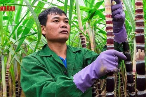 Nông dân Bà Rịa-Vũng Tàu lo lắng vì sắn, mía ế