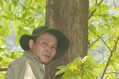 Công bố thông tin rừng mai cổ ở khu vực Non Mai-Sông Hãn, Quảng Trị