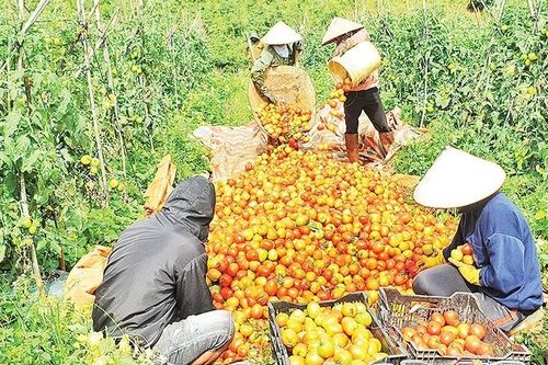 Tạo động lực các ngành hàng nông nghiệp phát triển