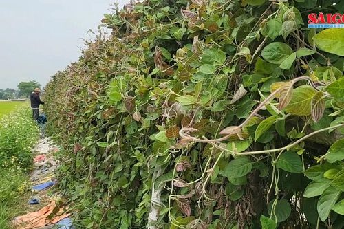 Kiếm bộn tiền nhờ lá mơ