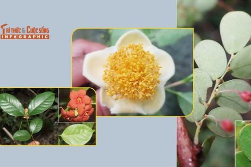 [INFOGRAPHIC] Những loài thực vật quý hiếm mới phát hiện ở Ninh Thuận
