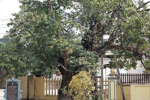Về Đất Tổ nghe chuyện cây nghìn năm tuổi: Cây thị cổ có quả tròn quả dẹt