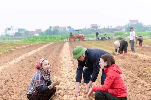 Nông dân Nghệ An thắng lớn khoai tây