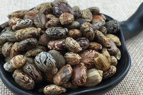 Loại hạt chứa 'chất độc nguy hiểm bậc nhất hành tinh', người Việt vẫn vừa dùng vừa bán hằng ngày
