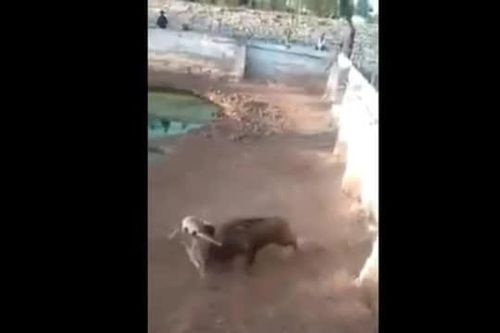 CLIP: Lợn rừng phản đòn ngoạn mục, Pitbull hung dữ phải bỏ cuộc