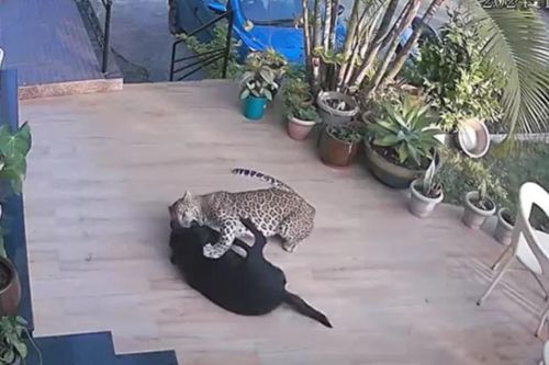 Khoảnh khắc kinh hoàng, báo hoang lao vào nhà dân bắt chó Labrador