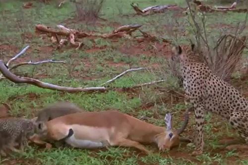 CLIP: Bị mẹ con báo săn tóm được, linh dương Impala 'đi nước cờ hiểm', thành công đánh lừa kẻ thù chạy thoát thân