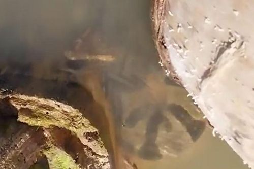 CLIP: Lấy điện thoại quay trăn Anaconda, người đàn ông bị 'quái vật đầm lầy' vồ và kết cục