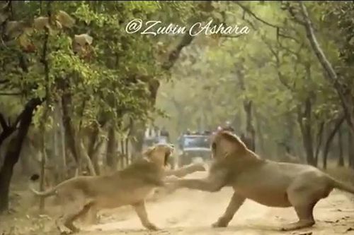 CLIP: Sư tử cái nổi cơn thịnh nộ, liên tục gầm gừ rồi tát sư tử đực nhưng phản ứng của con đực mới gây chú ý