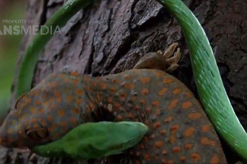 CLIP: Mãn nhãn trước màn tử chiến bất phân thắng bại của rắn roi và tắc kè