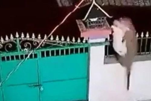 CLIP: Nửa đêm, báo hoa mai leo tường rào vào bắt trộm chó rồi tẩu thoát